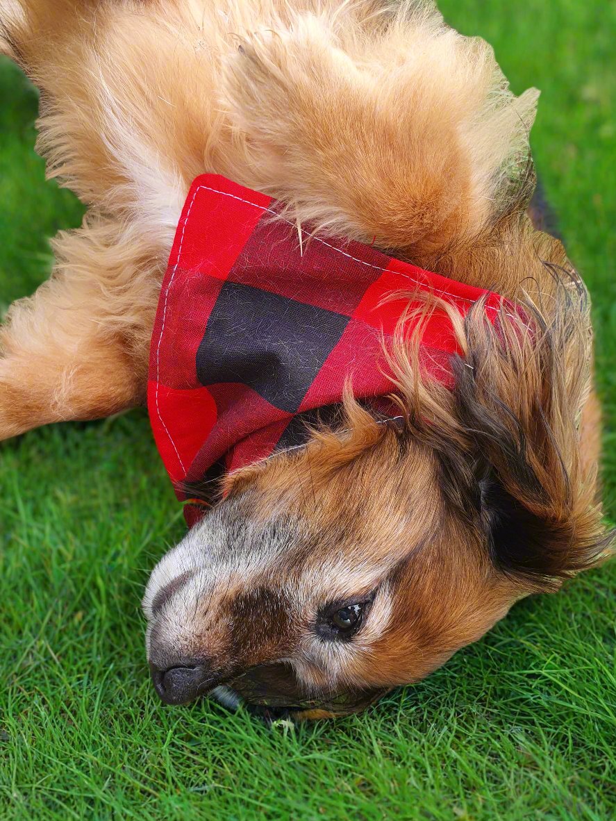 Dog Bandana - Red Black Buffalo Check Bandana - DBC Baby Bedding Co 